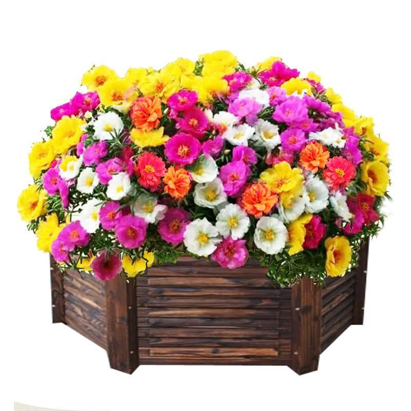 10000 Pcs Muti-color Double Petal Sun Flower Seeds