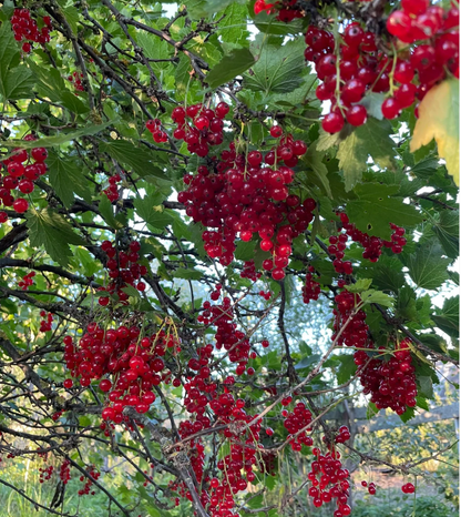 Multicolor Gooseberry Seeds