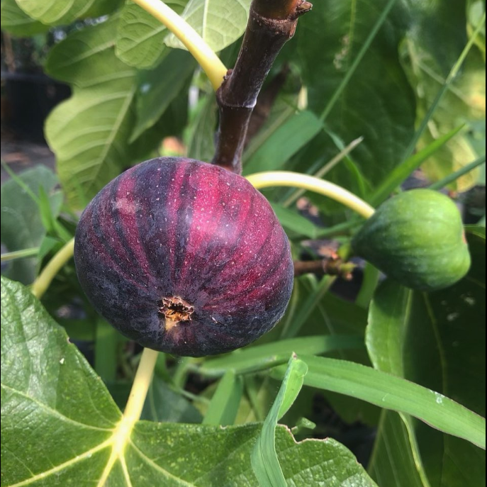 Rainbow Fig Seeds
