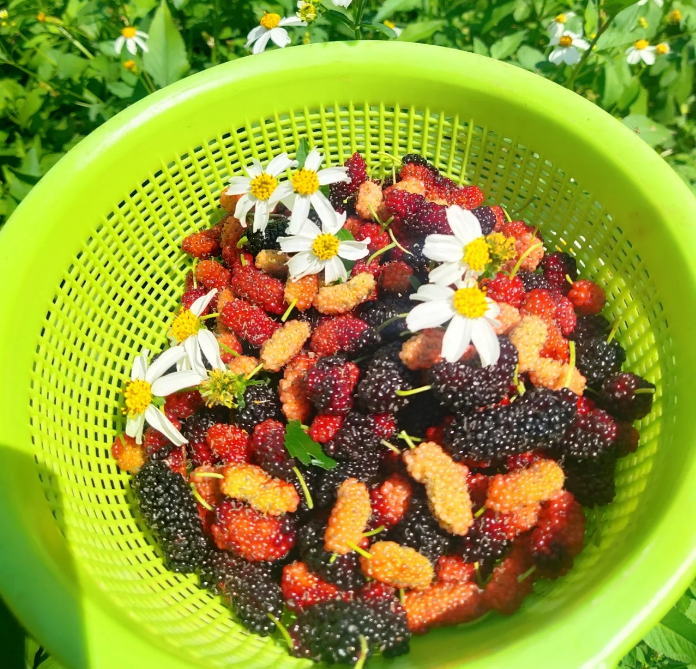 Black Mulberry Seeds