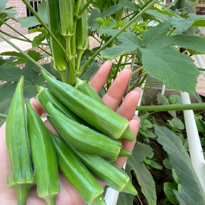 Fruit Okra Seeds