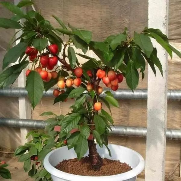 🍒Rainier Cherry Fruit Seeds(🌿99% Germination)