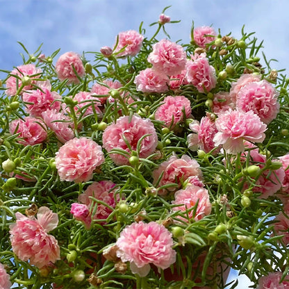 💙Muti-color Portulaca Flower Seeds