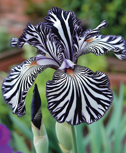 Multicolor Iris Seeds