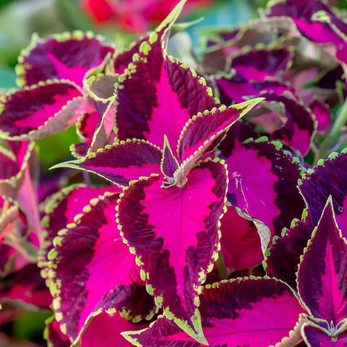 Coleus, Chocolate Covered Cherry