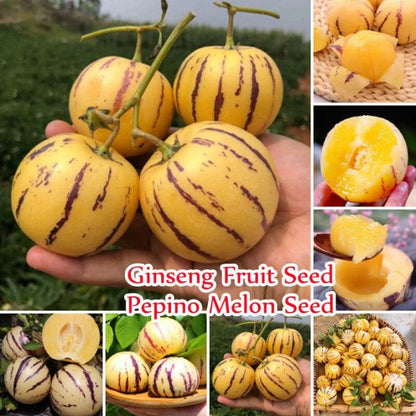 🍈Pepino Seeds Ginseng Fruit Seeds