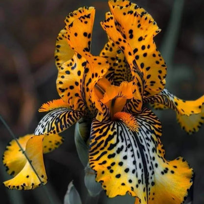 Golden Veil-Rare Iris Bulbs⚜️