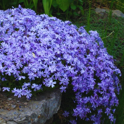 💐Vibrant Tapestry of Color ✨Creeping Phlox Seeds, Shibazakura Seeds