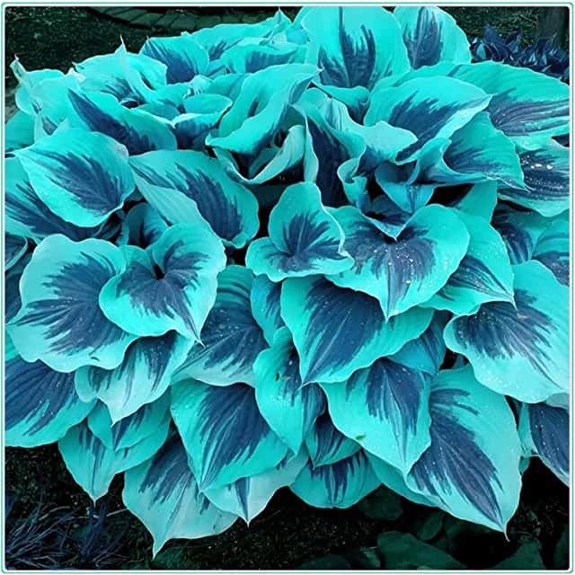 🍃Rare Multi-Colored Hostas Seeds