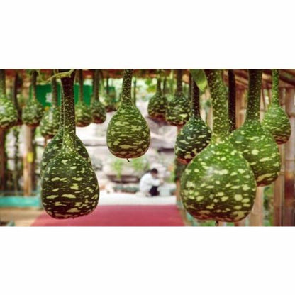 Rare Swan Speckled Swan Bottle Gourds Seeds