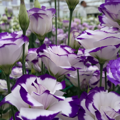 🌺Lisianthus - Sincere Love