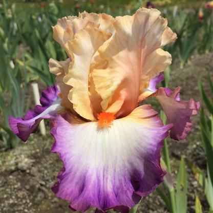 Multi Iris Seeds: Vibrant, Resilient, and Spectacular Blooms