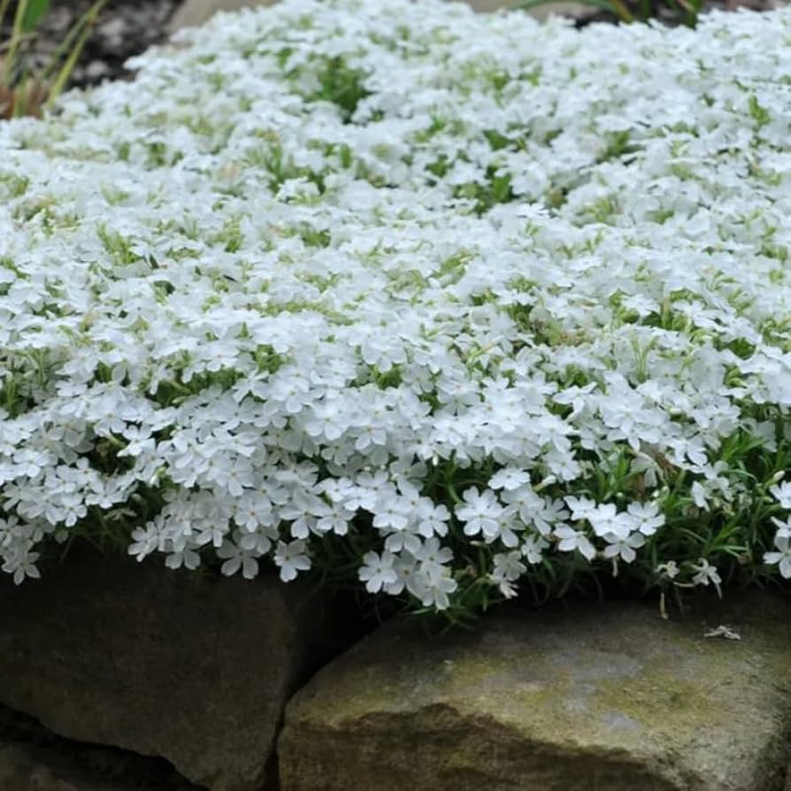 💐Vibrant Tapestry of Color ✨Creeping Phlox Seeds, Shibazakura Seeds