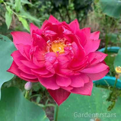 🌸[7 days germination]Last Day Up to 80% OFF💐The Sacred Bonsai Bowl Lotus Flower