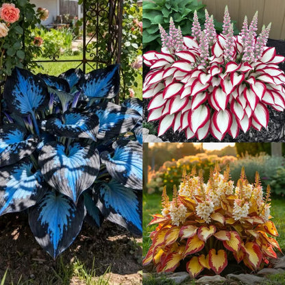 🔥Premium Rare Hosta Seeds🌿Shade-Tolerant Plant
