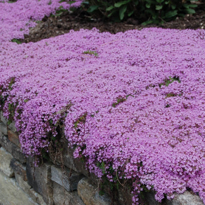 ✨Creeping Thyme Seeds for Four Seasons🏡Create Your Perfect Lawn Here🌼