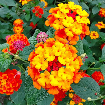 🌺Colorful Elf Lantana Seeds - Repels Mosquitoes And Flies