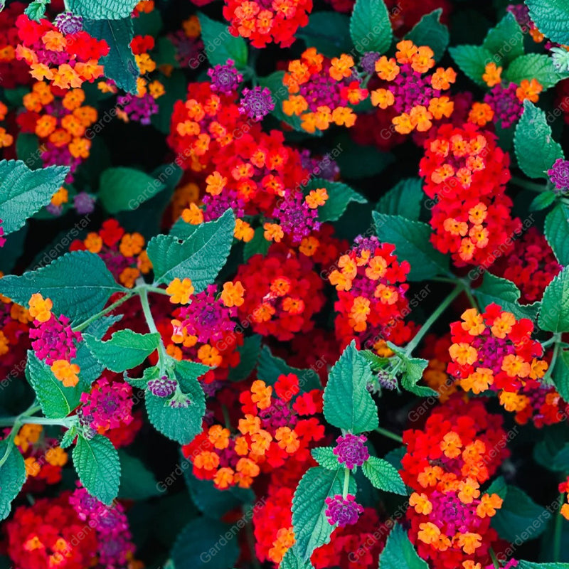 🌺Colorful Elf Lantana Seeds - Repels Mosquitoes And Flies