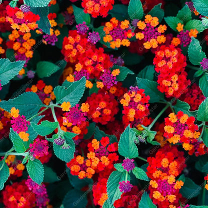 🌺Colorful Elf Lantana Seeds - Repels Mosquitoes And Flies