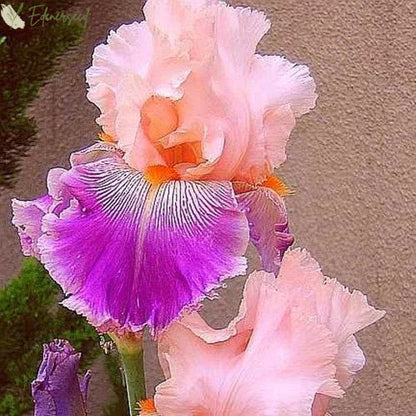 Multi Iris Seeds: Vibrant, Resilient, and Spectacular Blooms