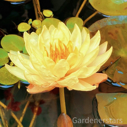 🌸[7 days germination]Last Day Up to 80% OFF💐The Sacred Bonsai Bowl Lotus Flower