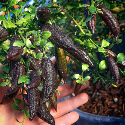 Finger Lime Seeds Lemon Caviar Seeds
