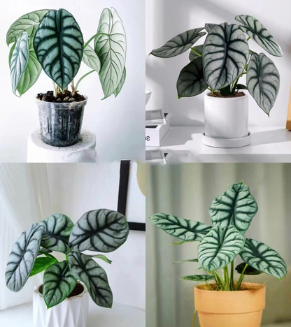 Alocasia baginda 'Silver Dragon' RARE Indoor and Outdoor Live Tropical House Plant
