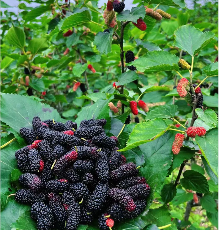 Black Mulberry Seeds