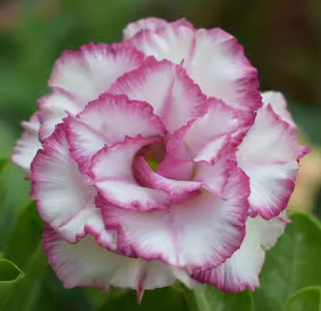 Beautiful whirlpool💞Desert Rose Seeds