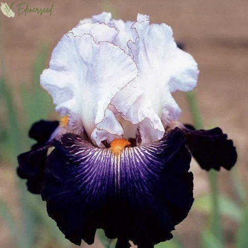 Multi Iris Seeds: Vibrant, Resilient, and Spectacular Blooms