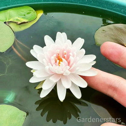🌸[7 days germination]Last Day Up to 80% OFF💐The Sacred Bonsai Bowl Lotus Flower