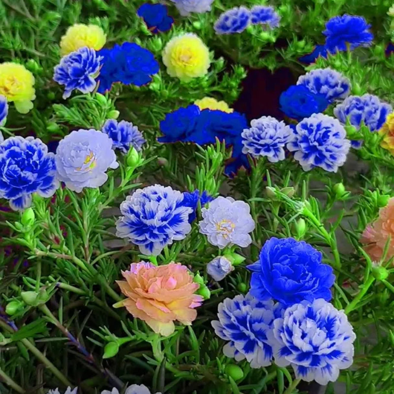 💙Muti-color Portulaca Flower Seeds
