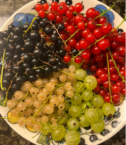 Multicolor Gooseberry Seeds