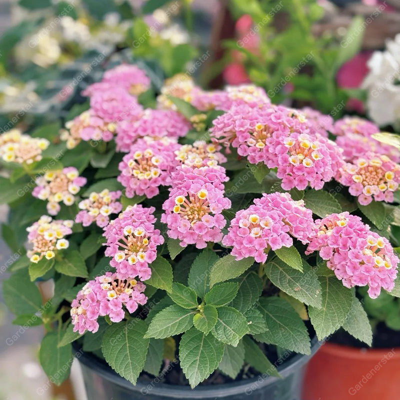 🌺Colorful Elf Lantana Seeds - Repels Mosquitoes And Flies