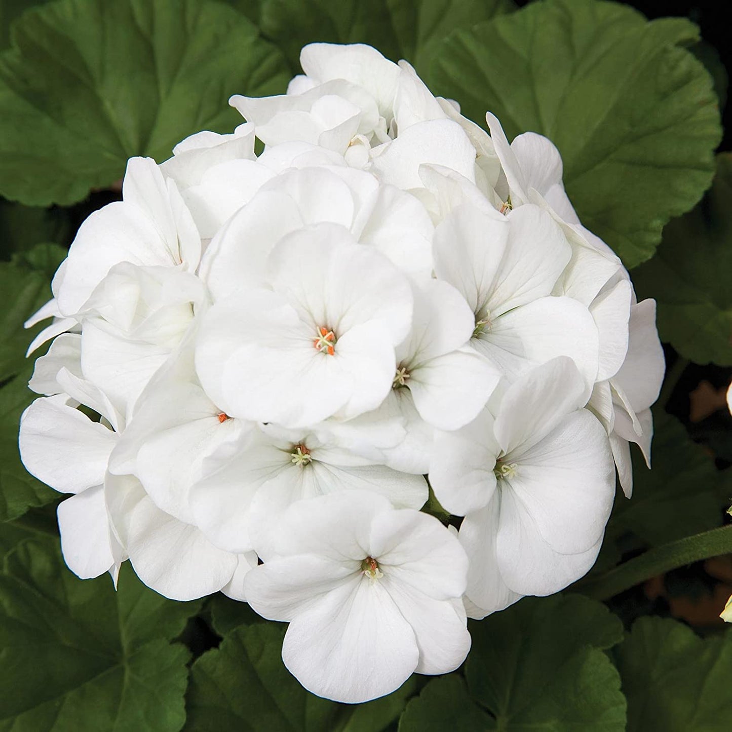 Geranium Pinto Premium White F1 Seed