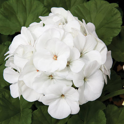 Geranium Pinto Premium White F1 Seed