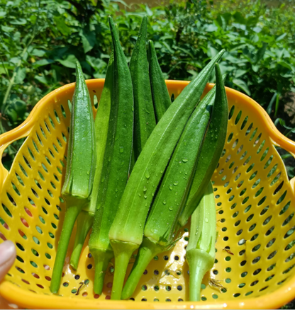 Fruit Okra Seeds