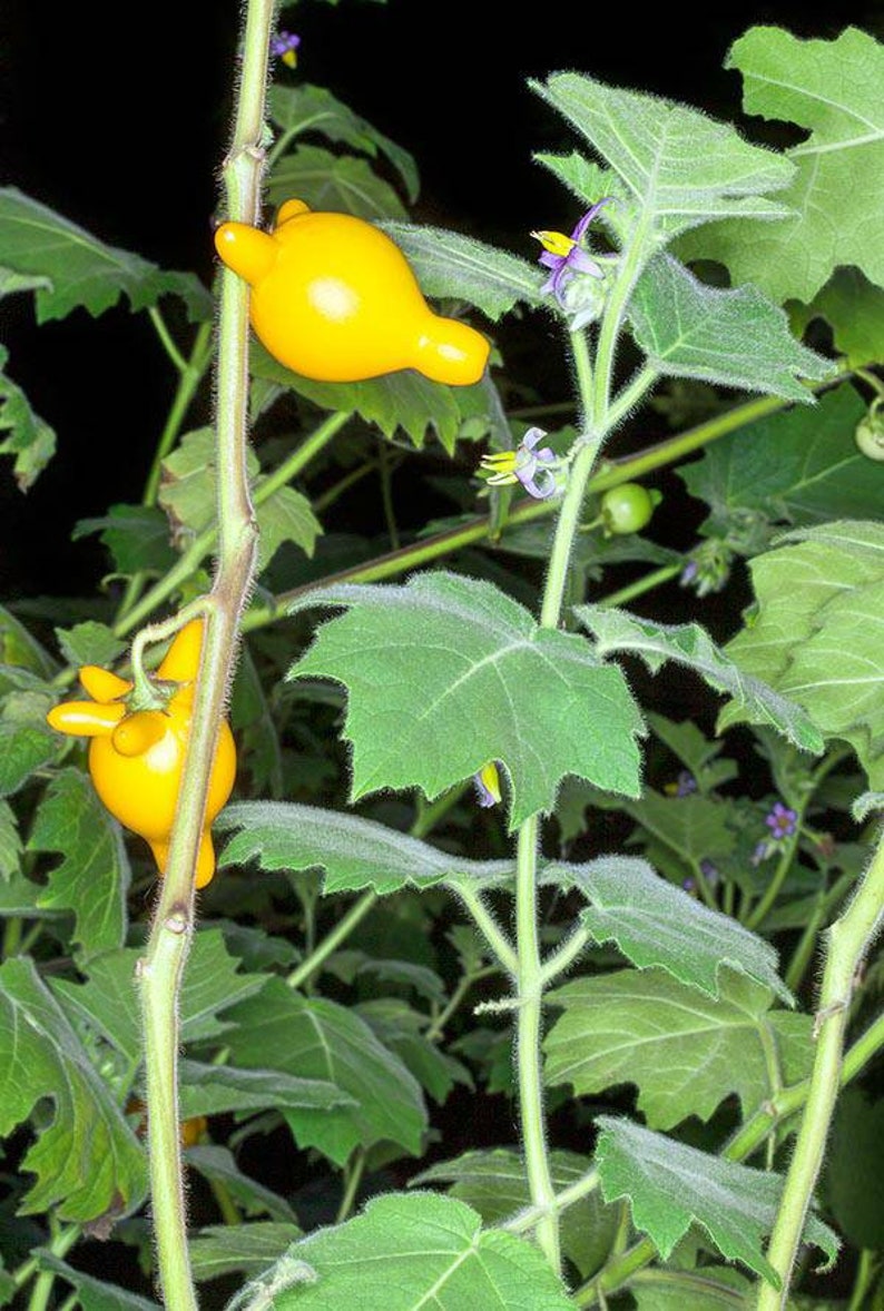 Nipple Fruit Seeds ~ Cow's Udder ~ Titty Fruit ~ Apple of Sodom (Solanum mammosum) ~ Nipplefruit Bizarre Fruit in the Solanum Family