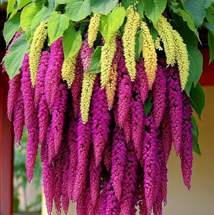 🌾Amaranthus Seeds