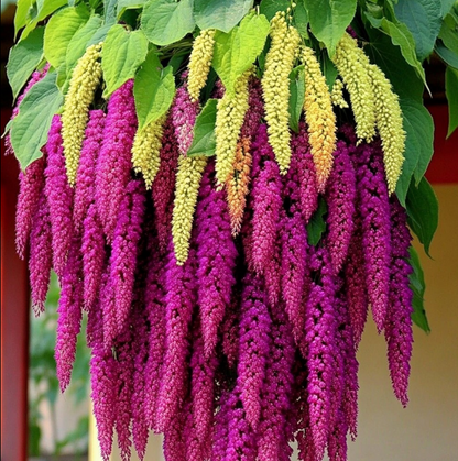 🌾Amaranthus Seeds
