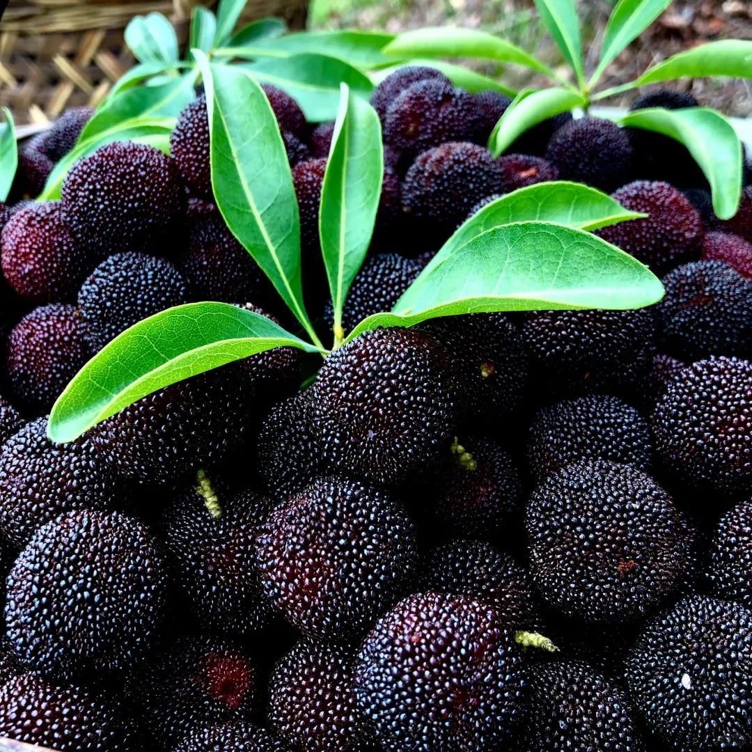 🍒 Giant Black Pearl Bayberry Seeds