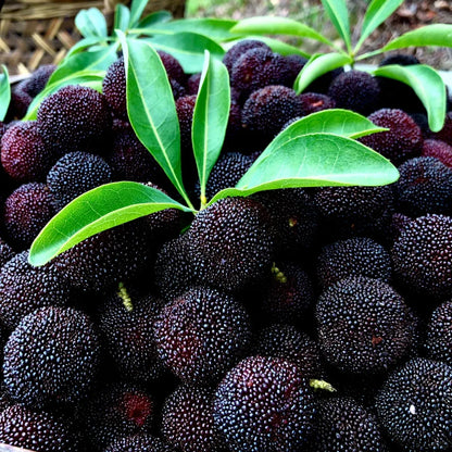 🍒 Giant Black Pearl Bayberry Seeds