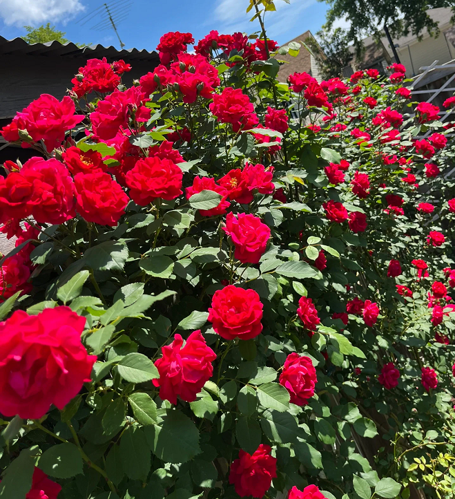 Garden Climbing Rose Flower Seeds
