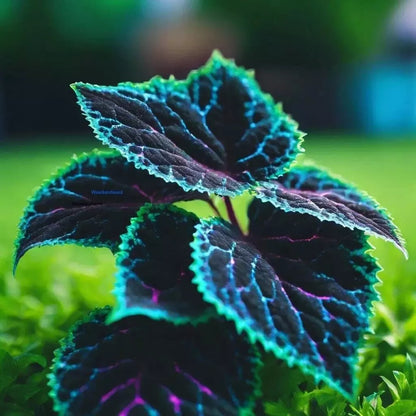 Rare Blue, Purple, and Green Coleus Seeds