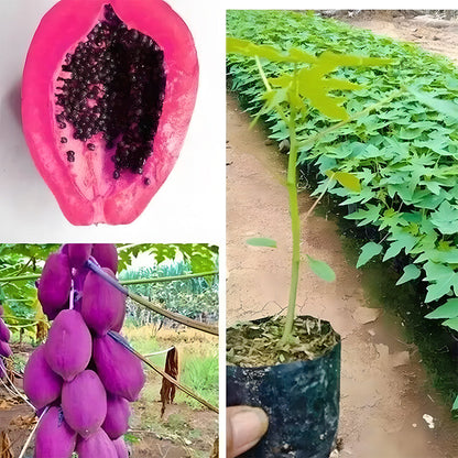 Organic Papaya Tree Seeds Heirloom Edible