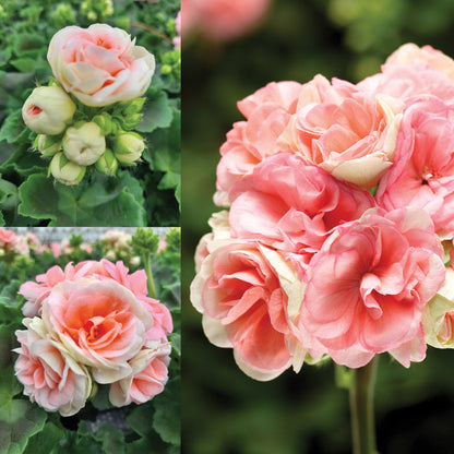 Rosebud Astrid Seeds