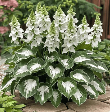 From Seed to Stunning – Hosta Magic 🌿Rare Hosta Seeds🌿