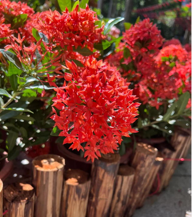 Dragon Boat Flower Seeds