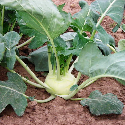Kohlrabi Korist