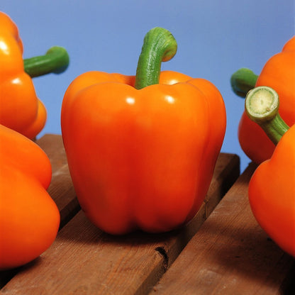 Pepper Milena F1 Organic